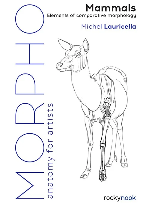 Morpho 艺用动物解剖 展示图 1