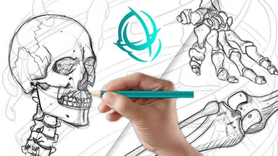 Udemy - 解剖艺术学校 骨骼素描完全教程