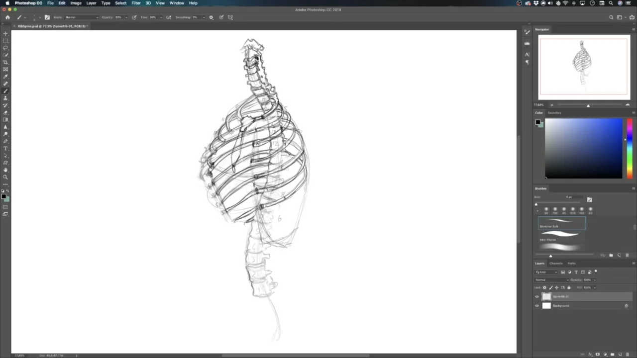 Udemy - 解剖艺术学校 骨骼素描完全教程 截图 2